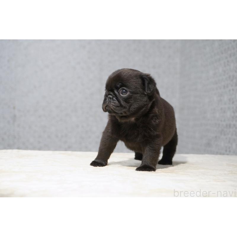 販売中の東京都のパグ-456556の3枚目