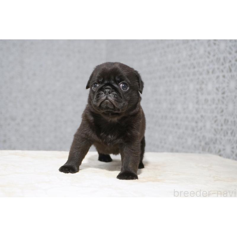 販売中の東京都のパグ-456556の2枚目