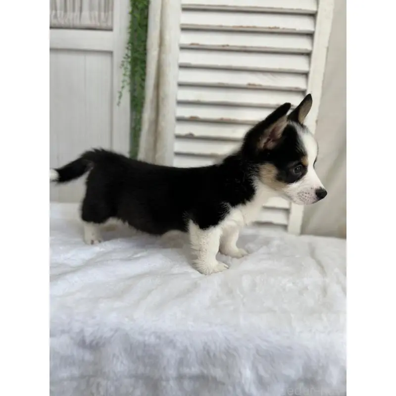 販売中の愛媛県のウェルシュコーギーペンブローク-456565の9枚目