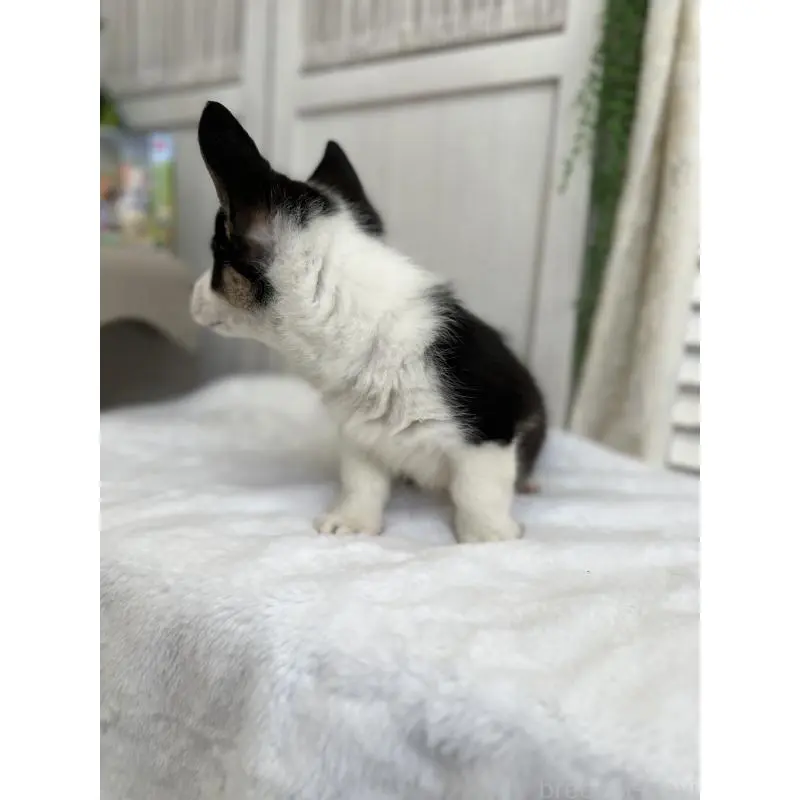 販売中の愛媛県のウェルシュコーギーペンブローク-456565の7枚目