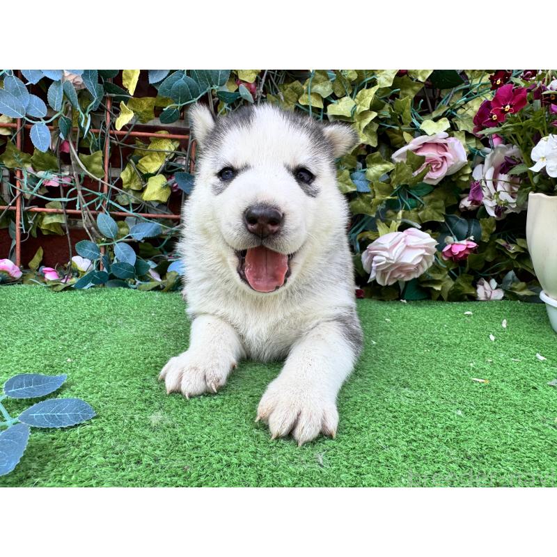 販売中の茨城県のシベリアンハスキー-456569の5枚目