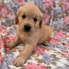 ♀︎ゴールデンレトリーバー