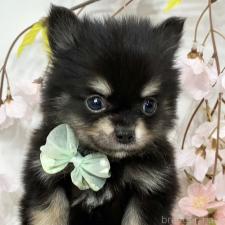 ♀︎ポメチワ:ポメラニアン×チワワ