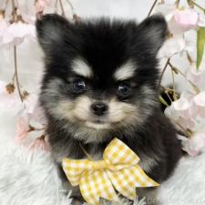 オンライン見学