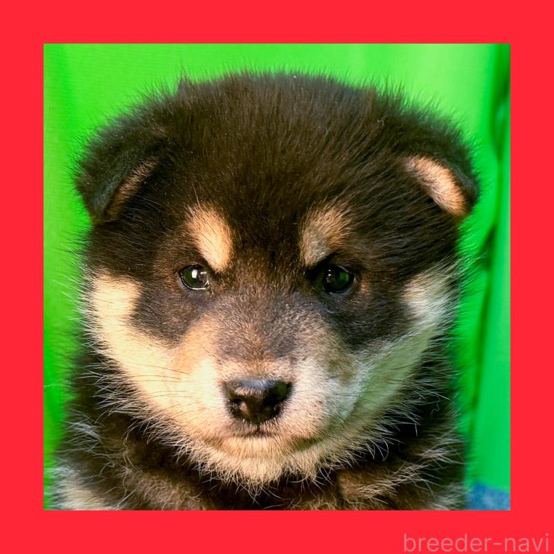 販売中の愛知県の柴犬-453532