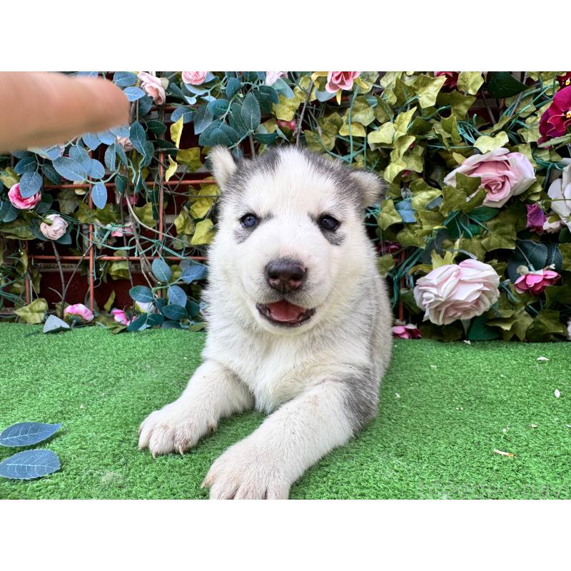 販売中の茨城県のシベリアンハスキー-456569の4枚目