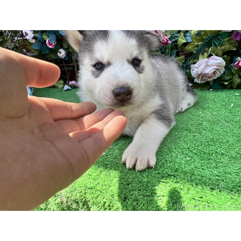 販売中の茨城県のシベリアンハスキー-456569の3枚目