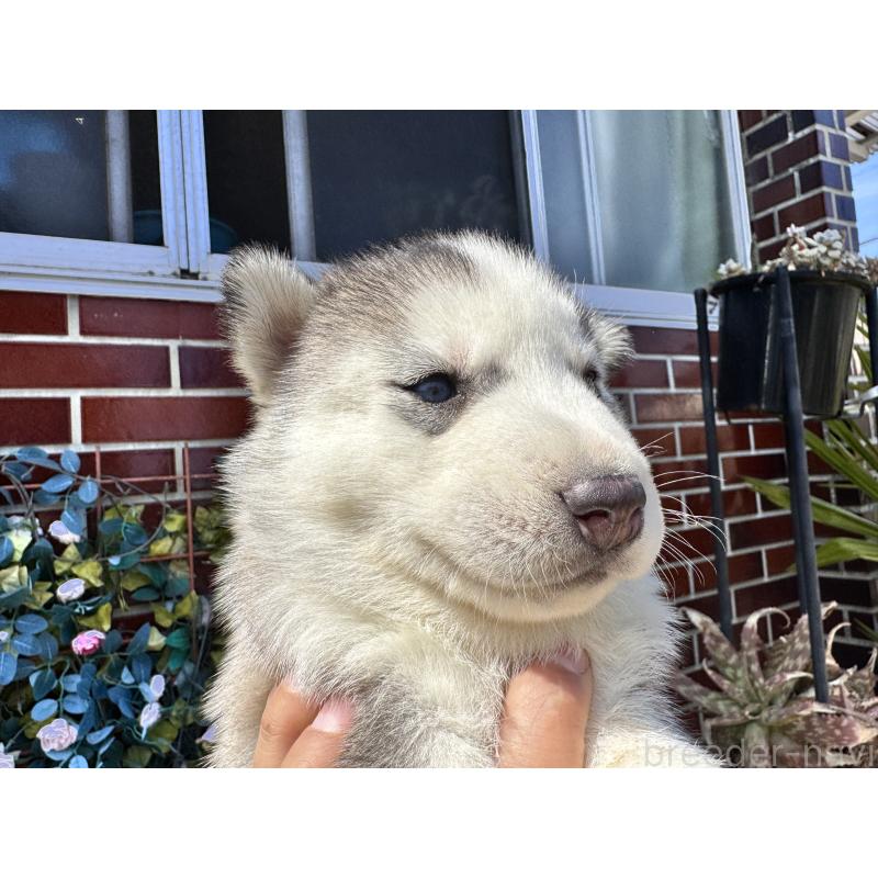 販売中の茨城県のシベリアンハスキー-456569の2枚目