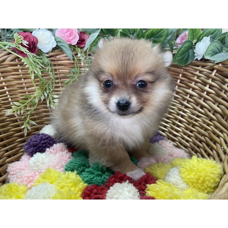 販売中の愛媛県のポメチワ:ポメラニアン×チワワ-456576の5枚目