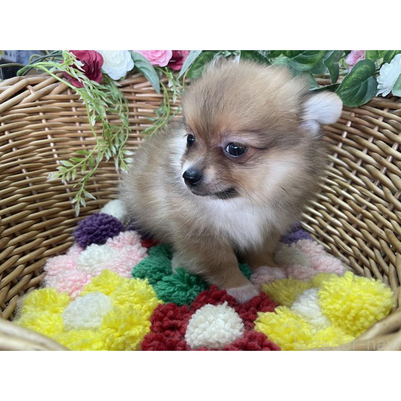 販売中の愛媛県のポメチワ:ポメラニアン×チワワ-456576の4枚目