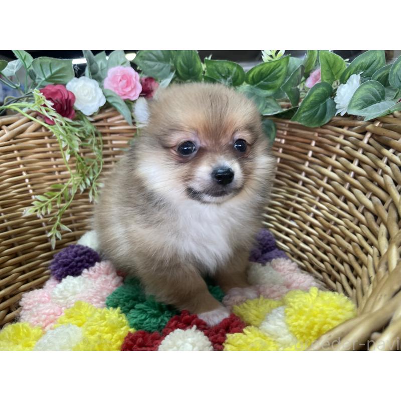 販売中の愛媛県のポメチワ:ポメラニアン×チワワ-456576の3枚目