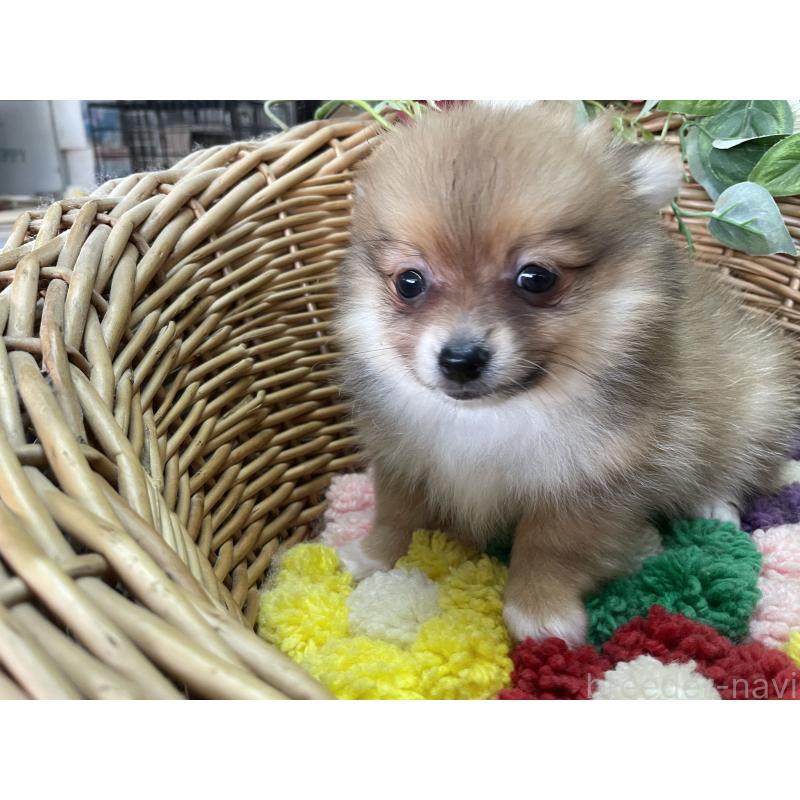 販売中の愛媛県のポメチワ:ポメラニアン×チワワ-456576の2枚目