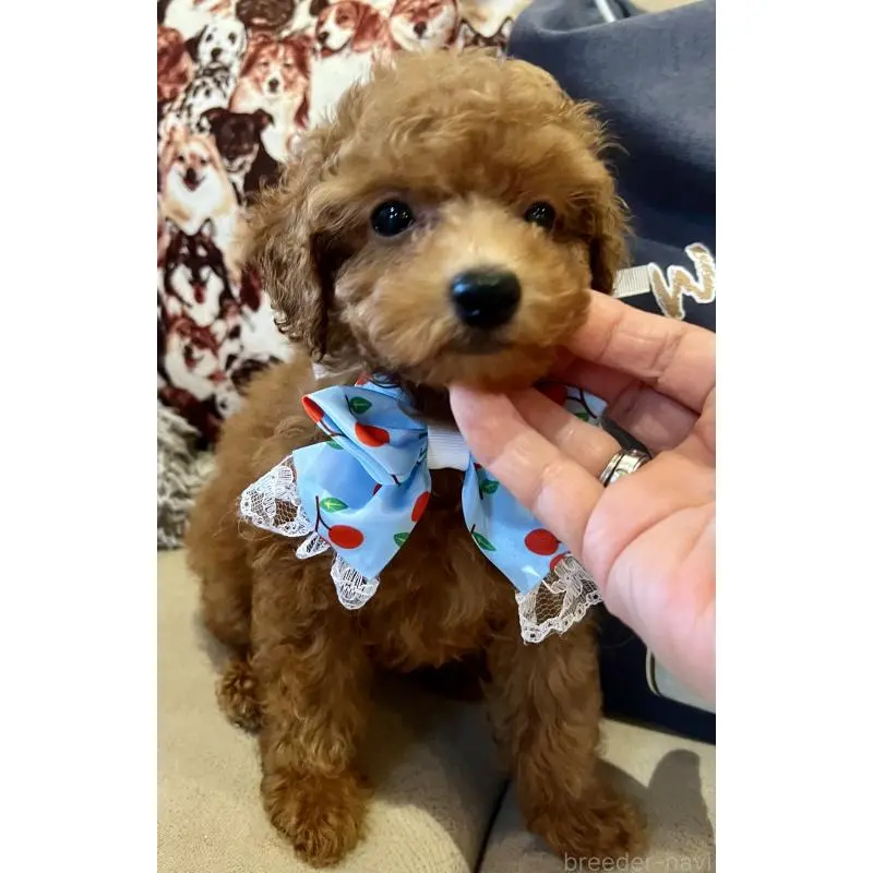 販売中の兵庫県のトイプードル-456571の9枚目