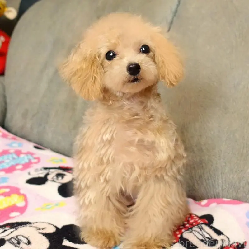 販売中の熊本県のマルプー:マルチーズ×トイプードル-456570の7枚目