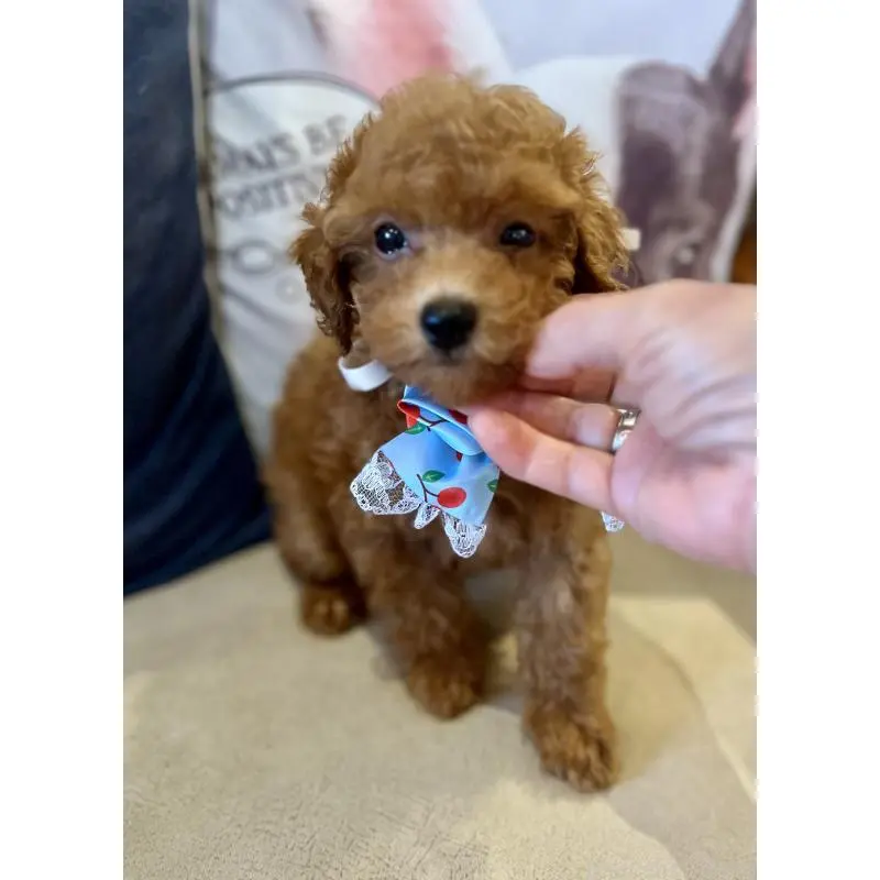 販売中の兵庫県のトイプードル-456571の8枚目