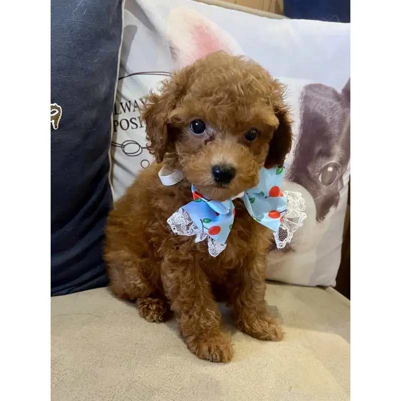 販売中の兵庫県のトイプードル-456571の7枚目