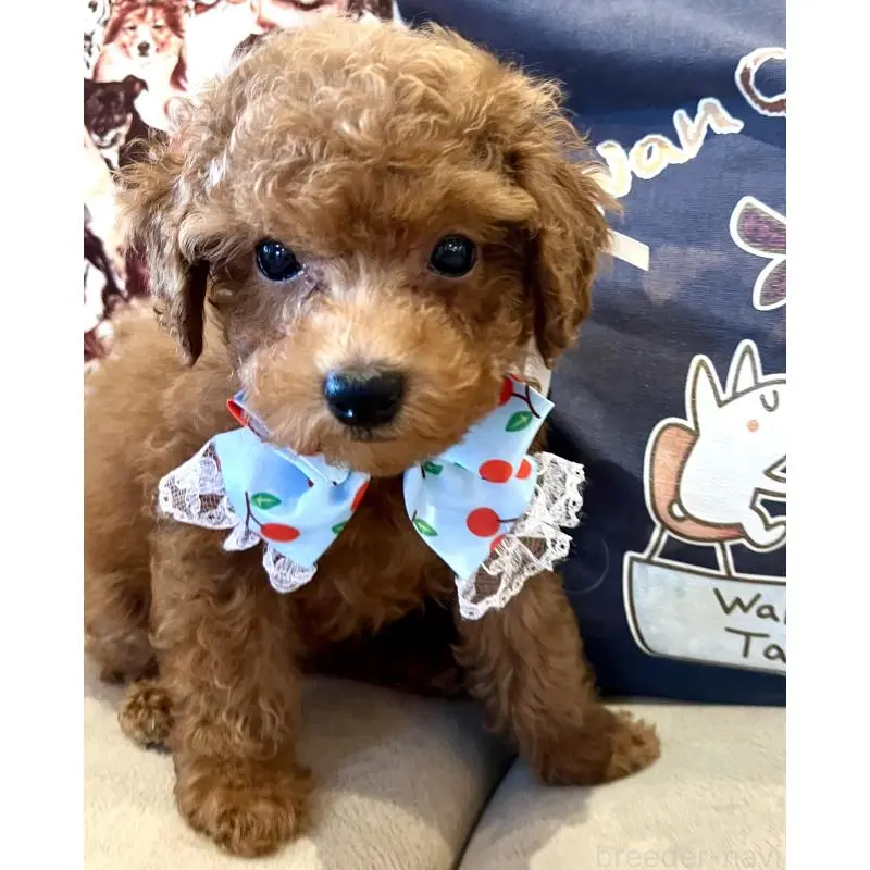 販売中の兵庫県のトイプードル-456571の6枚目