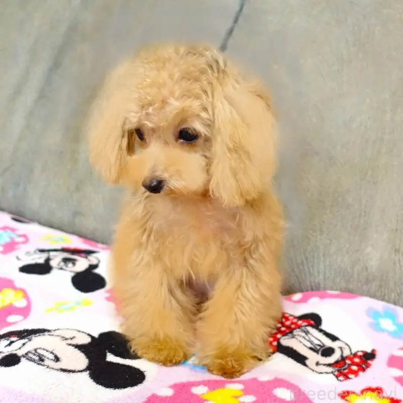 販売中の熊本県のマルプー:マルチーズ×トイプードル-456570の6枚目