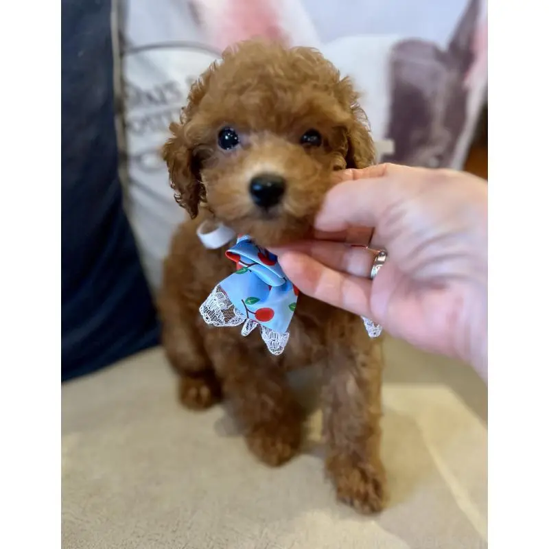 販売中の兵庫県のトイプードル-456571の5枚目