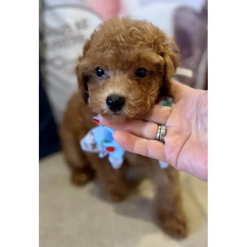 販売中の兵庫県のトイプードル-456571の4枚目