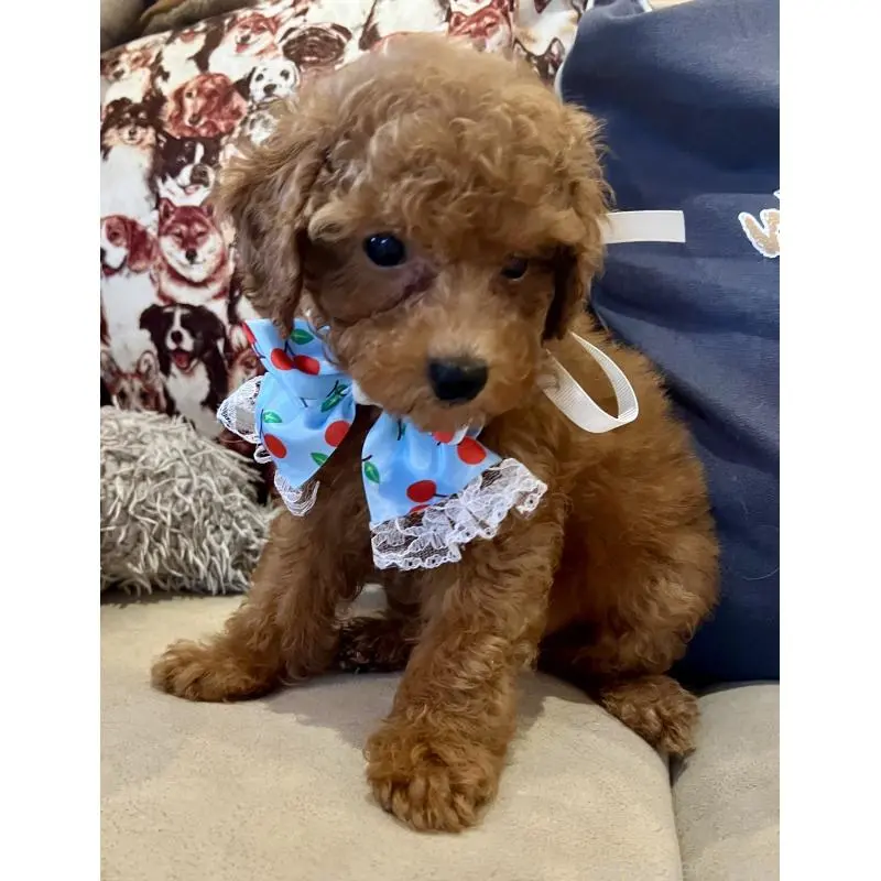 販売中の兵庫県のトイプードル-456571の3枚目