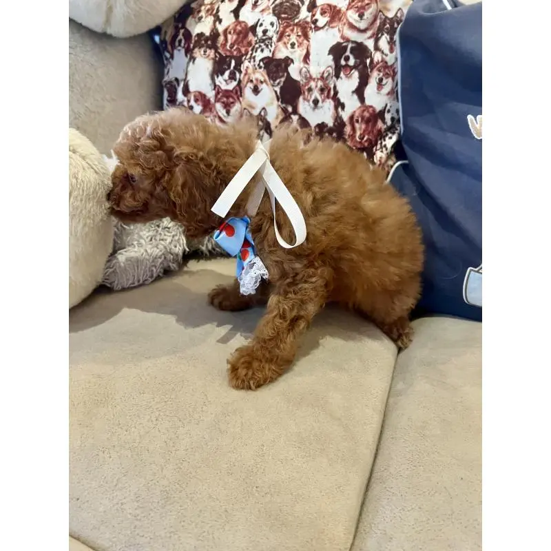 販売中の兵庫県のトイプードル-456571の2枚目