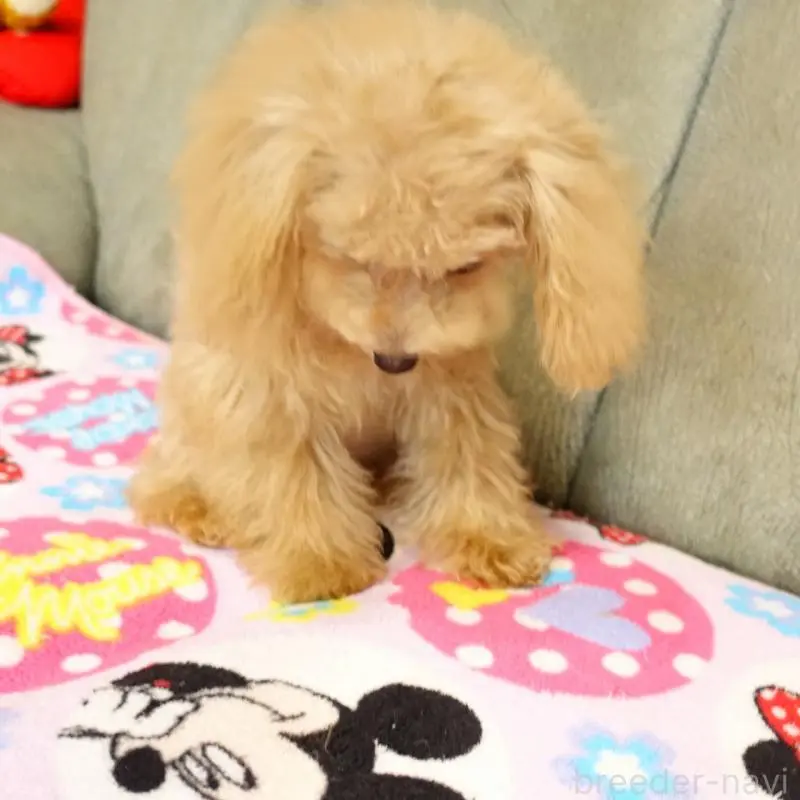 販売中の熊本県のマルプー:マルチーズ×トイプードル-456570の5枚目