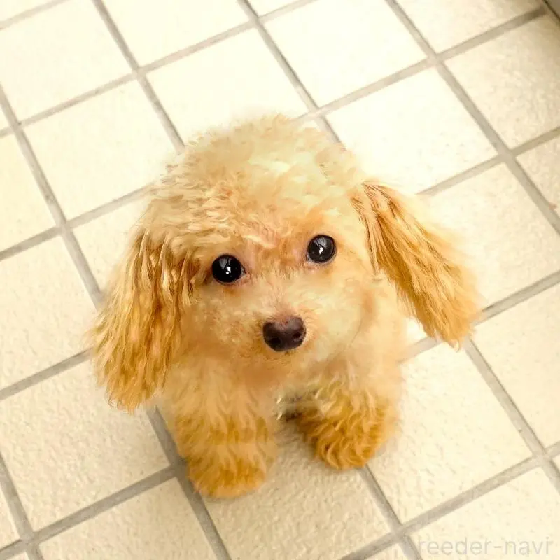 販売中の熊本県のマルプー:マルチーズ×トイプードル-456570の4枚目