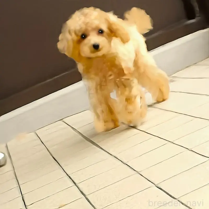 販売中の熊本県のマルプー:マルチーズ×トイプードル-456570の3枚目