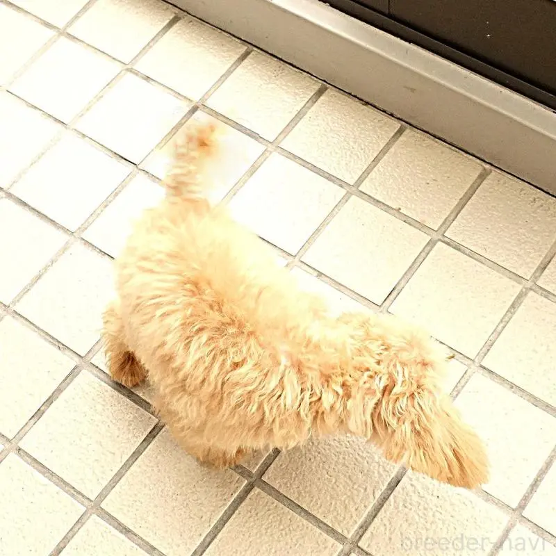 販売中の熊本県のマルプー:マルチーズ×トイプードル-456570の2枚目