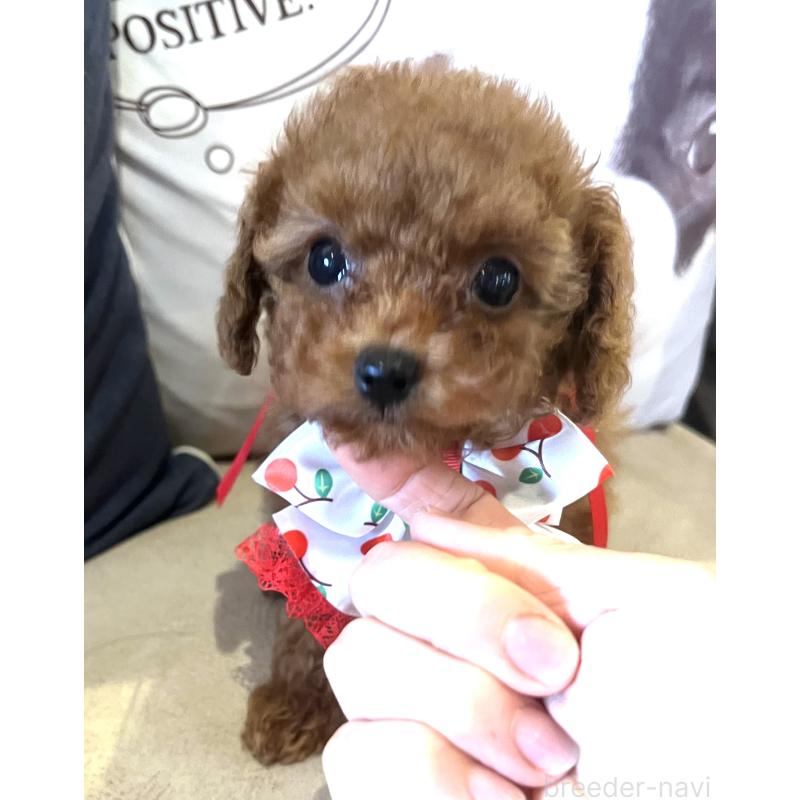 販売中の兵庫県のティーカッププードル-456572の12枚目