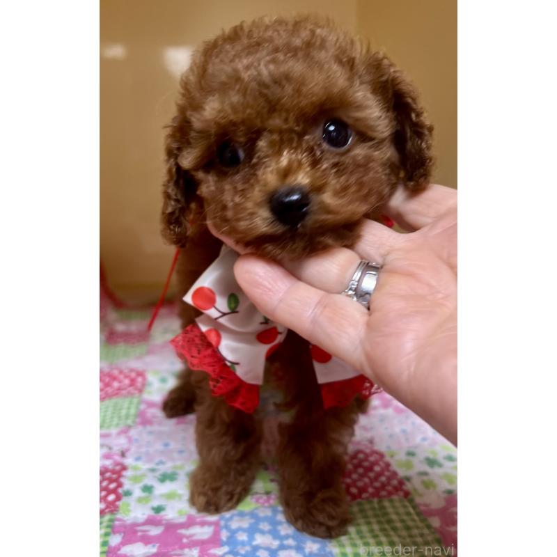 販売中の兵庫県のティーカッププードル-456572の11枚目
