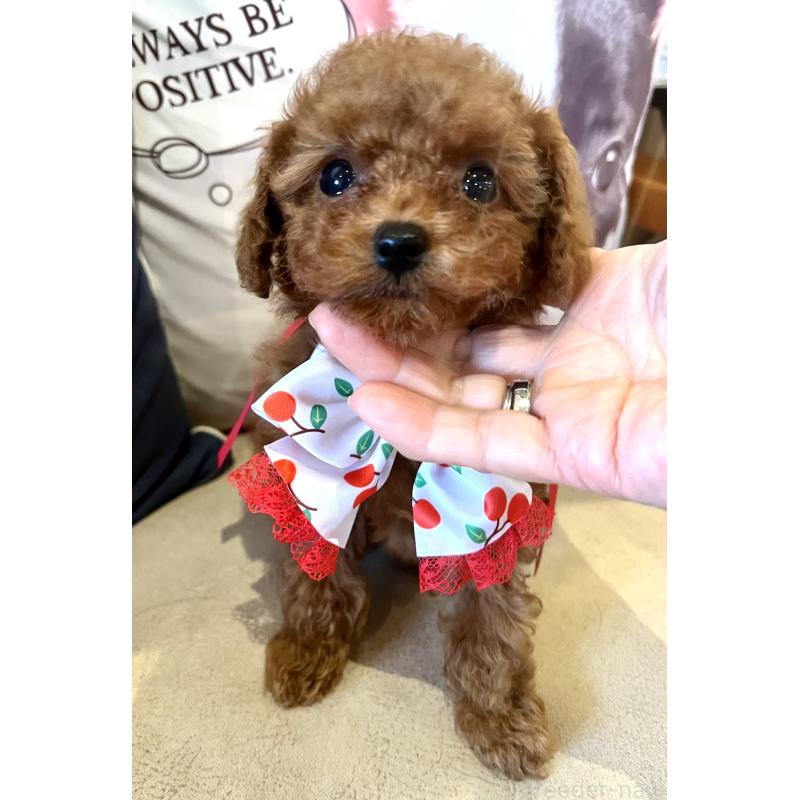 販売中の兵庫県のティーカッププードル-456572の10枚目