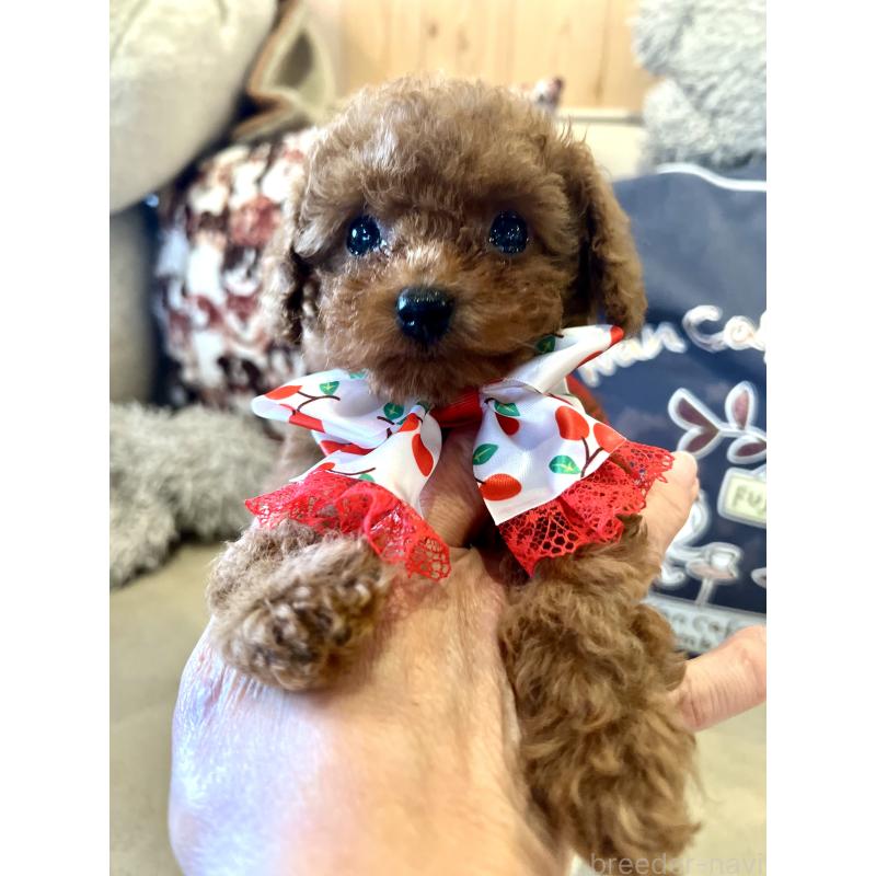 販売中の兵庫県のティーカッププードル-456572の9枚目