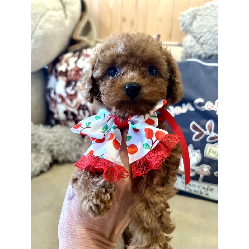 販売中の兵庫県のティーカッププードル-456572の8枚目