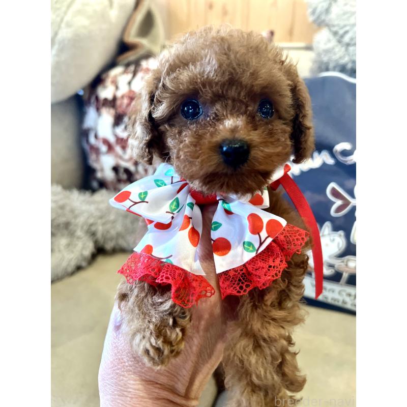 販売中の兵庫県のティーカッププードル-456572の7枚目