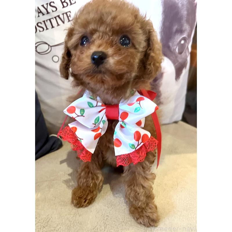 販売中の兵庫県のティーカッププードル-456572の6枚目