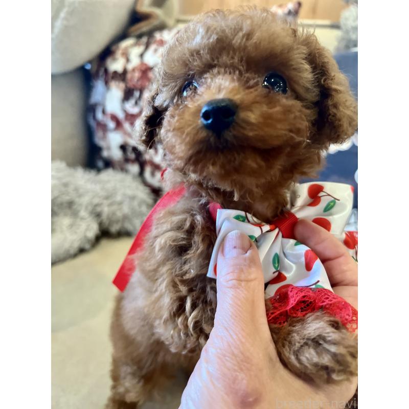 販売中の兵庫県のティーカッププードル-456572の5枚目