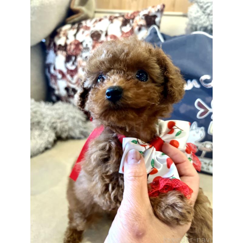 販売中の兵庫県のティーカッププードル-456572の4枚目