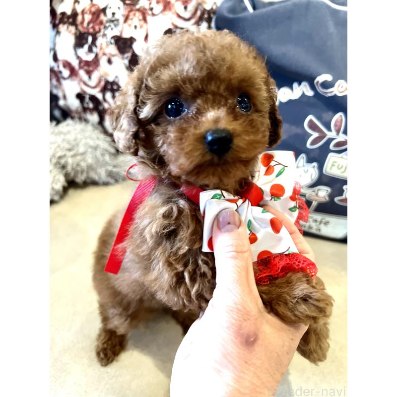 販売中の兵庫県のティーカッププードル-456572の3枚目