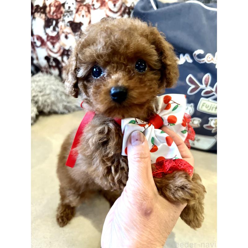 販売中の兵庫県のティーカッププードル-456572の2枚目