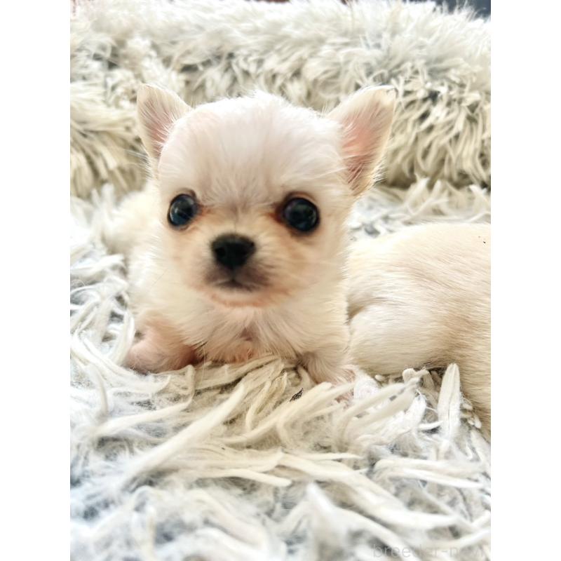 販売中の愛知県のチワワ(ロングコート)-456574の2枚目