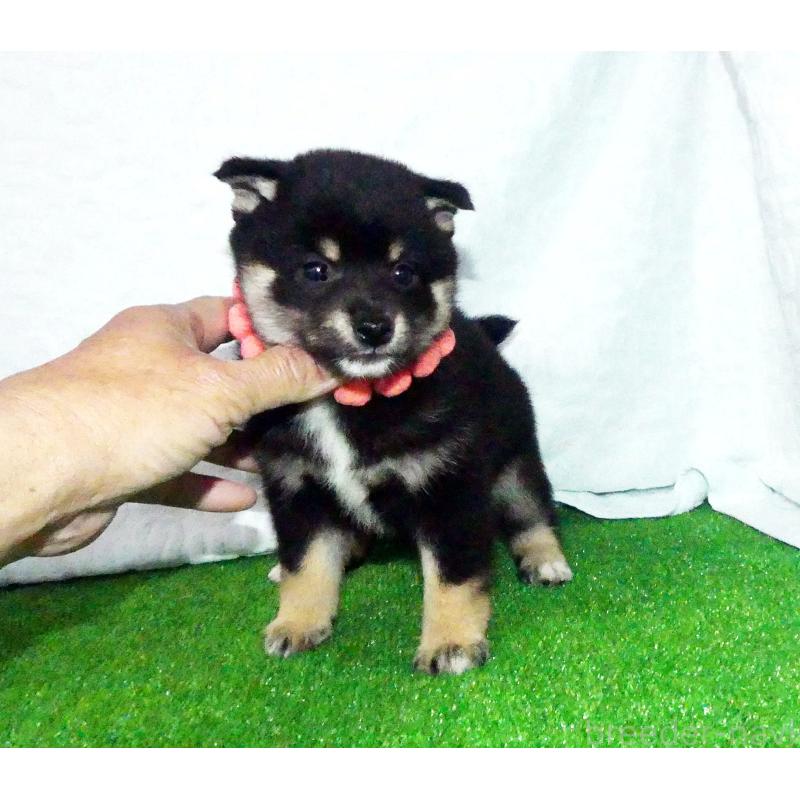 販売中の静岡県の豆柴-456573の5枚目