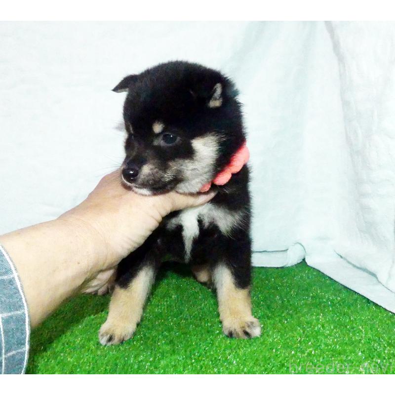 販売中の静岡県の豆柴-456573の4枚目