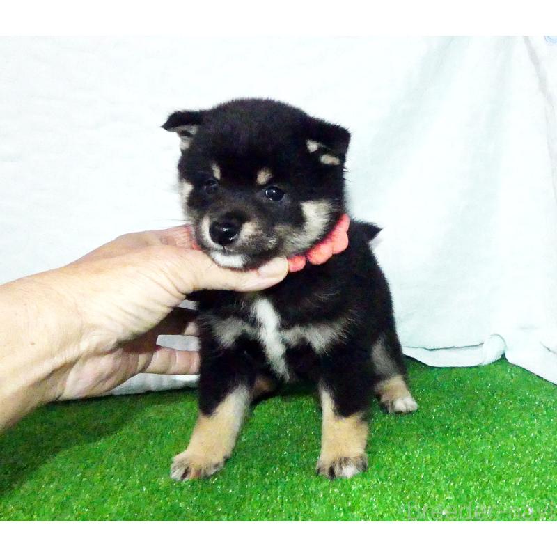 販売中の静岡県の豆柴-456573の3枚目