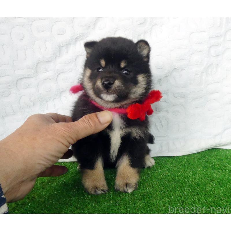 販売中の静岡県の豆柴-456573の2枚目