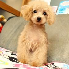 オンライン見学