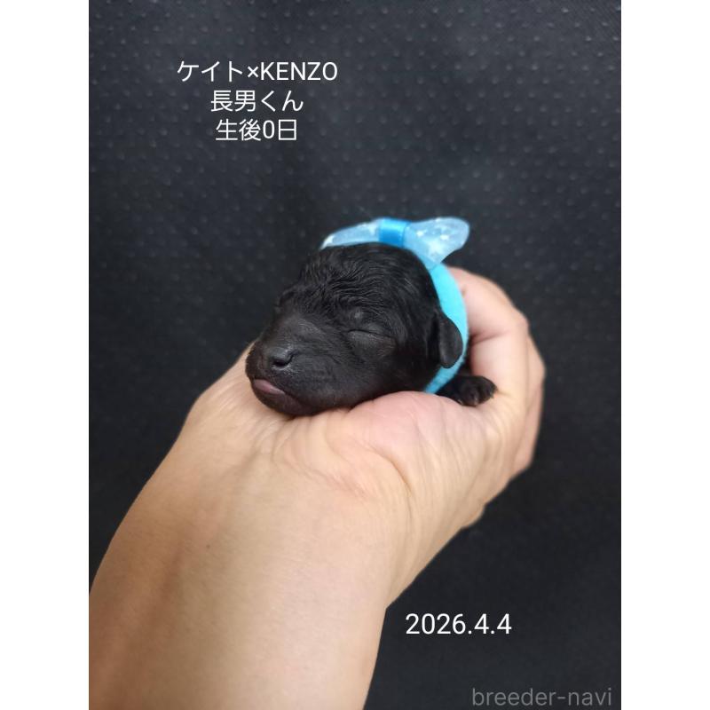 販売中の大阪府のタイニープードル-456575の7枚目