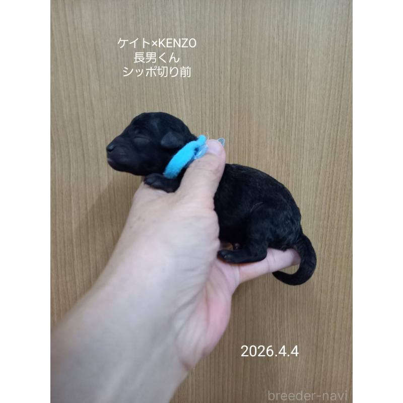 販売中の大阪府のタイニープードル-456575の6枚目