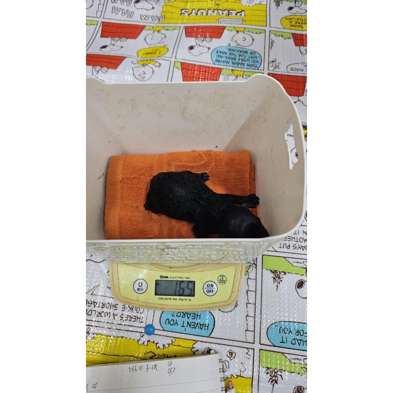 販売中の大阪府のタイニープードル-456575の5枚目